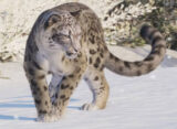 Planet Zoo 2 felino
