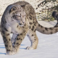 Planet Zoo 2 felino