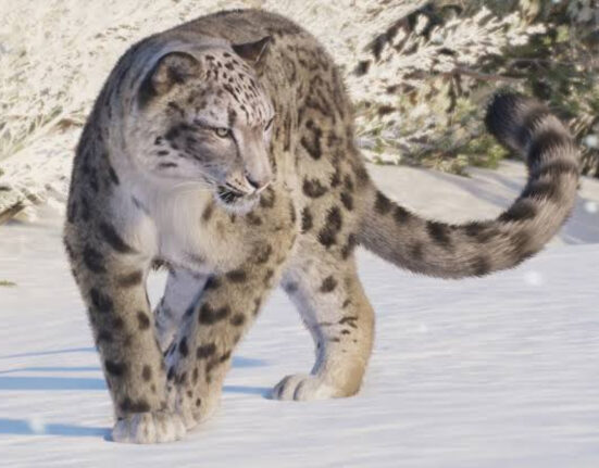 Planet Zoo 2 felino